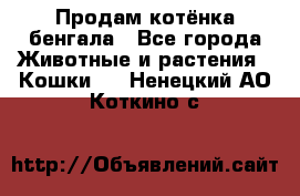 Продам котёнка бенгала - Все города Животные и растения » Кошки   . Ненецкий АО,Коткино с.